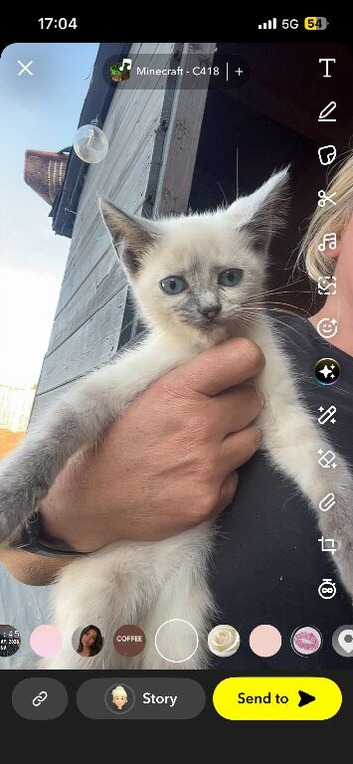 Ragdoll x female kitten