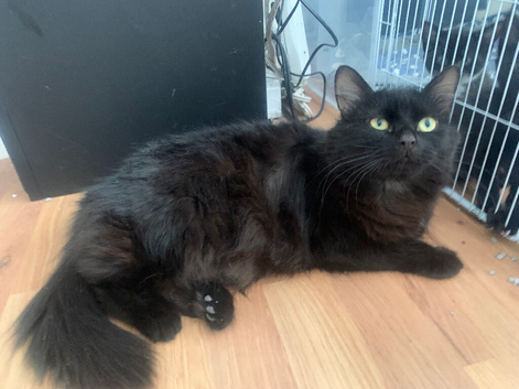 Beautiful Maine Coon Mix Female &ndash; Long Haired Domestic Cat