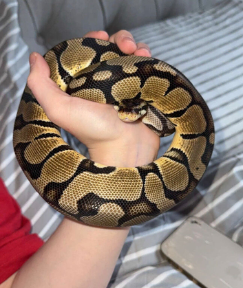 Caramel Ball python he comes with his Viv