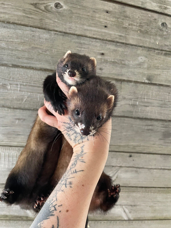 1 yer old 2 adult Jill&rsquo;s available