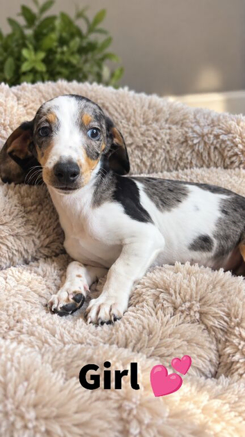 Beautiful dachshund puppy's