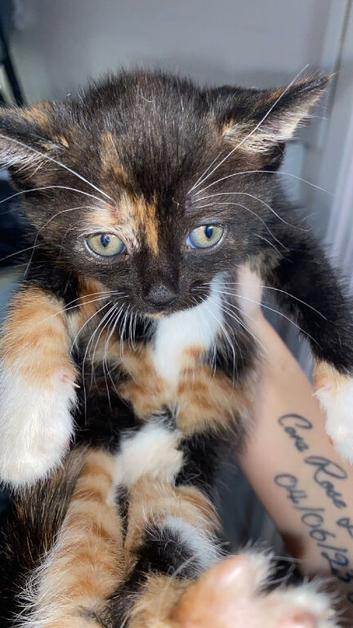 Kittens