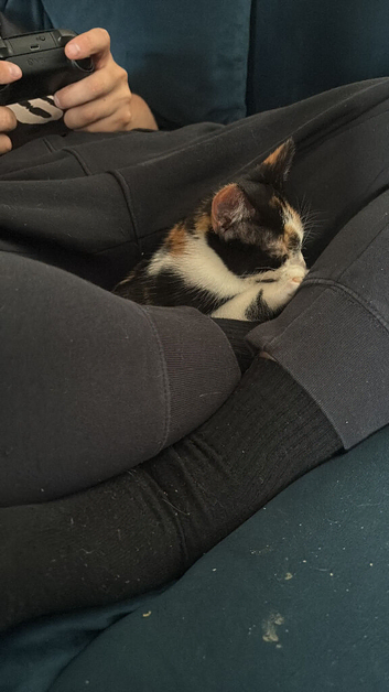 Calico kitten