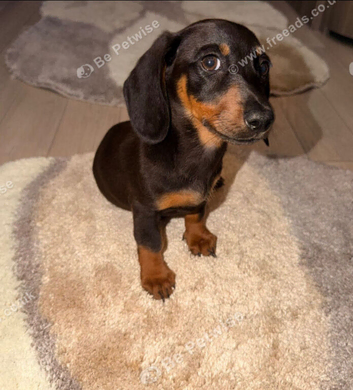 Miniature dachshund