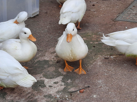 Call Ducks