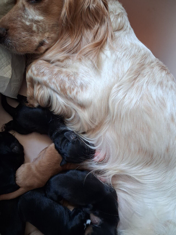 3 stunning kc registered Cocker spaniel puppies left