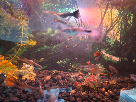 Juvenile guppys