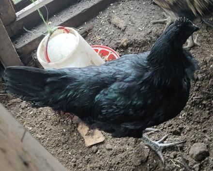 Ayam cemani chickens for sale