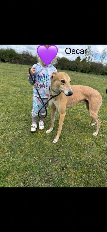 Beautiful greyhounds