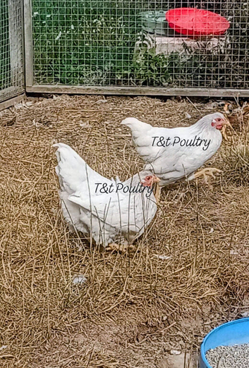 Wyandotte Bantam Pullets
