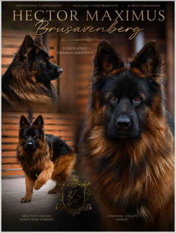 LONGHAIRED SHOW TYPE GSD PUPPIES KC DNA TESTED PARENTS