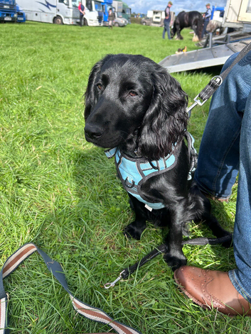 KC Reg black cocker for stud