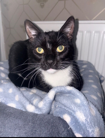 8 month old kitten black and white
