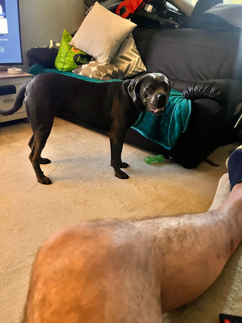 Cane corso x