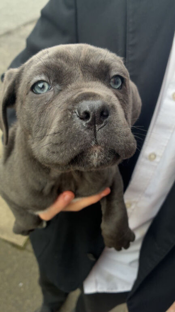 Cane corso puppies ready to go!!