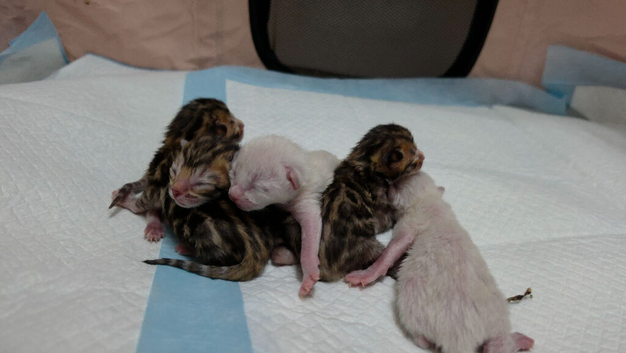 Exquisite Pedigree Bengal Kittens