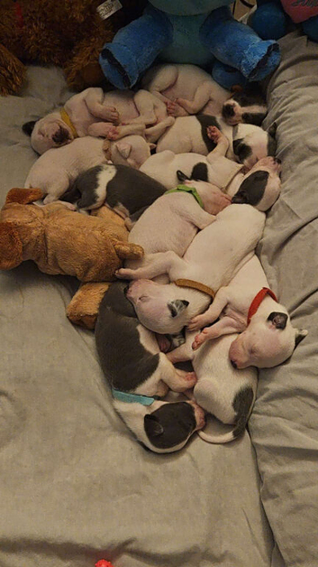 Whippet/blue staffy puppies