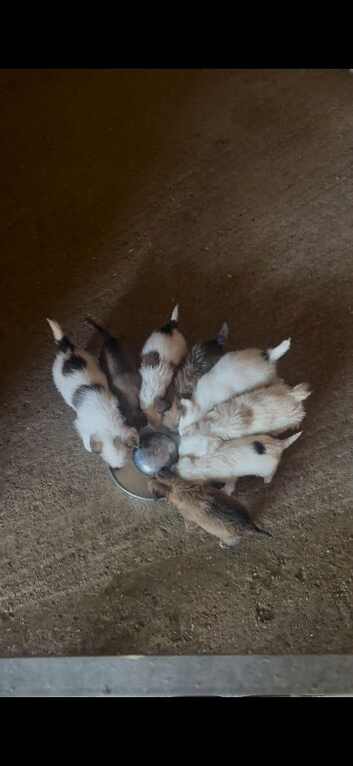 Jack Russell puppies