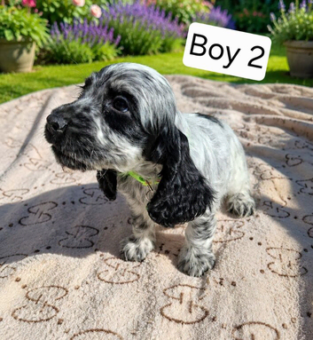 Beautiful Show Cocker Spaniel Puppies - Looking for Their Forever Homes