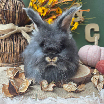 1 English Angora Left for Sale