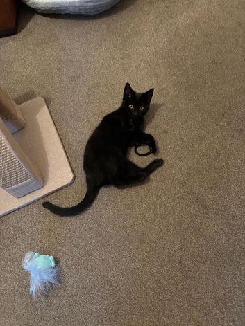 Black kitten 7 months old