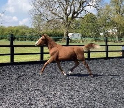 WB x TB sport horse yearling filly