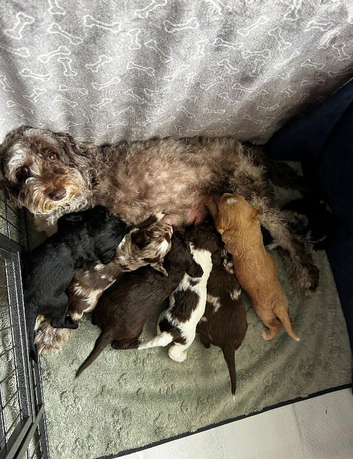 Price reduced DNA tested healthy 2 Sproodle Puppies Left