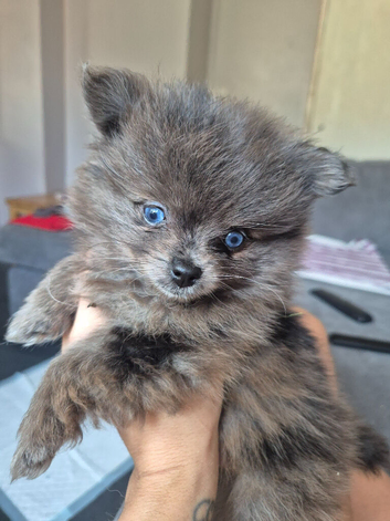 Beautiful pomeranian litter 8 weeks