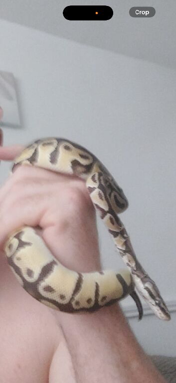 ball python for sale 6 months old all equipment for quick sale