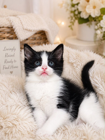 Half rag doll kittens