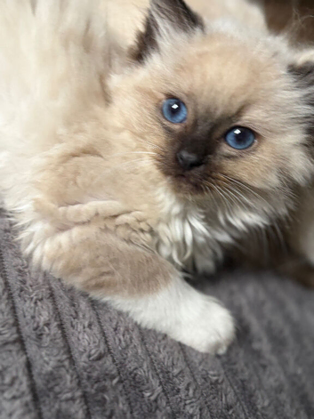 Pure beautiful ragdolls ****last girl****