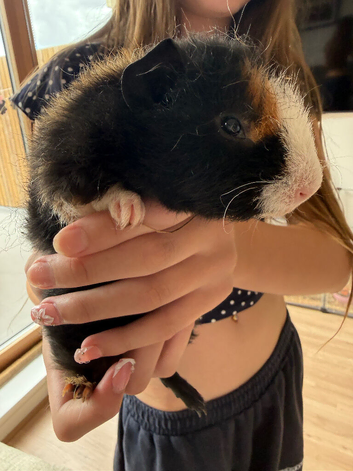 Baby male guinea pig