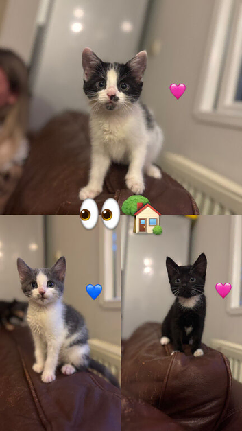 Kittens