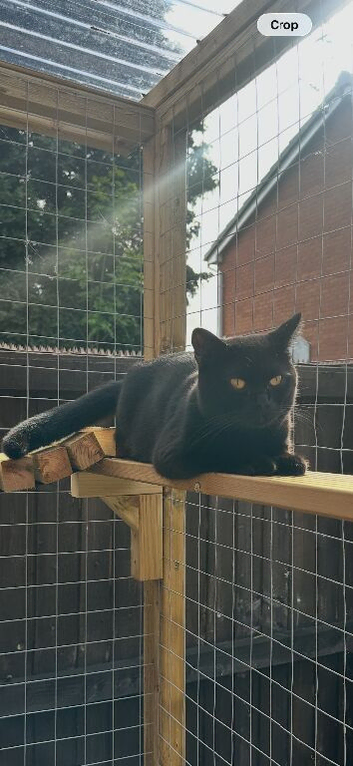 STUNNING BLACK BRITISH SHORTHAIR IN MANCHESTER