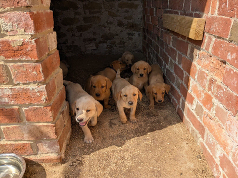 KC registered yellow Labrador retriever puppies