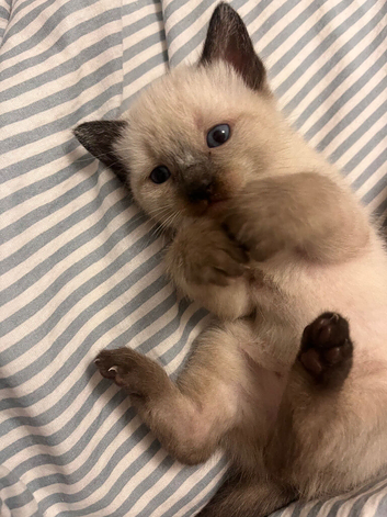 Ragdoll kittens for sale