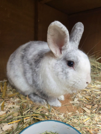 Male rabbit marble colour