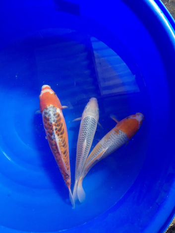 Koi