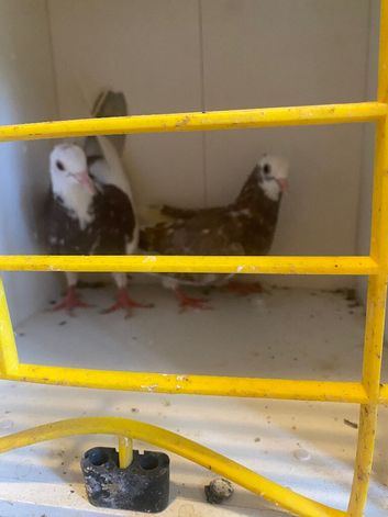 Pigeon