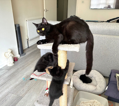 Black British Shorthair kittens