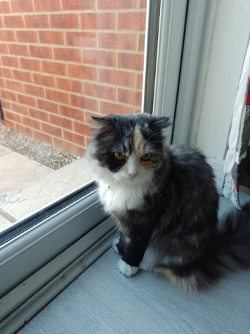 9 month old Persian x Scottish Fold female for sale