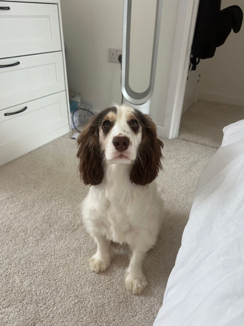 Male Show Cocker Spaniel.