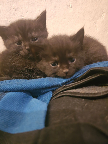 Maine Coon x Tabby kittens