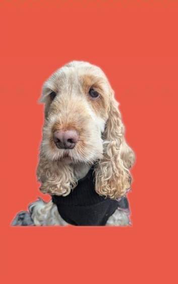 GET THE STYLE OUT OF YOUR DOGGIE !