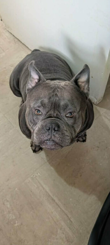 Bully pup needing new home