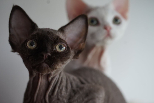 Chocolate Devon rex male kitten