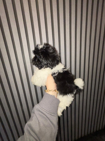 1 kc reg Shih Tzu puppy&rsquo;s