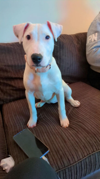 Ivy English bull terrier