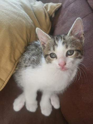2 Mixed Breed Kittens