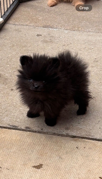 Tea cup Pomeranians